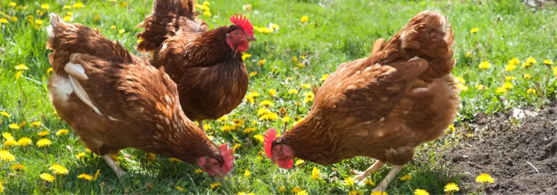 Öğretmenin Tavuk Sevgisi, Çiftlik Kurdurdu