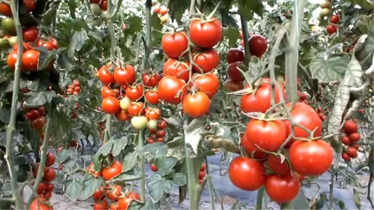 Salkım Domates, Üreticisine Daha Çok Kazandırıyor