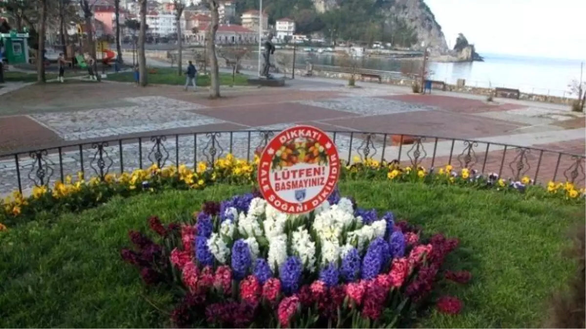 Amasra Çiçek Açtı