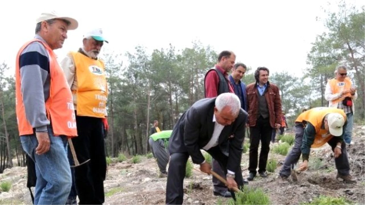 Başkan Tollu, Orman Haftası\'nda Fidan Dikti