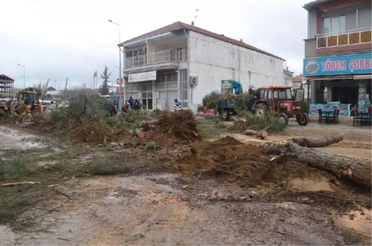 Yarım Asırlık Çamlar, Cadde Düzenlemesi İçin Kesildi