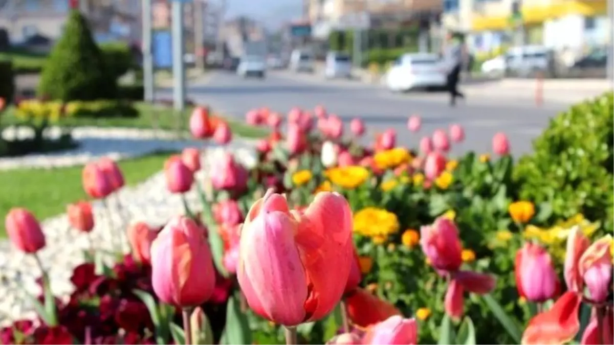 Alaşehir Rengarenk Oldu