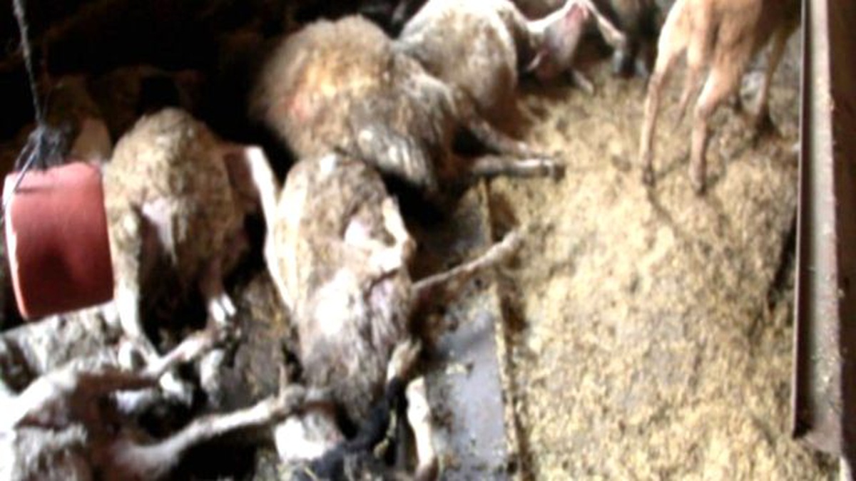 Başı Boş Köpkler Koyun Sürüsünü Telef Etti