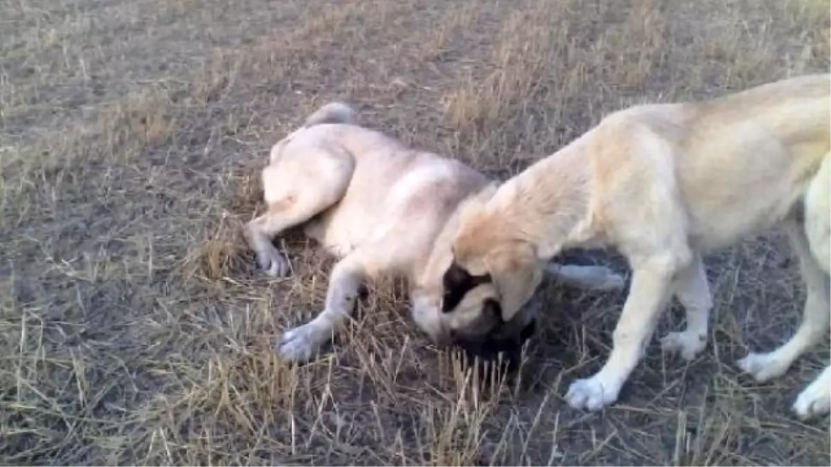 Köpek Dövüşleri Düzenleyip Sosyal Medyada Yayınlıyorlar