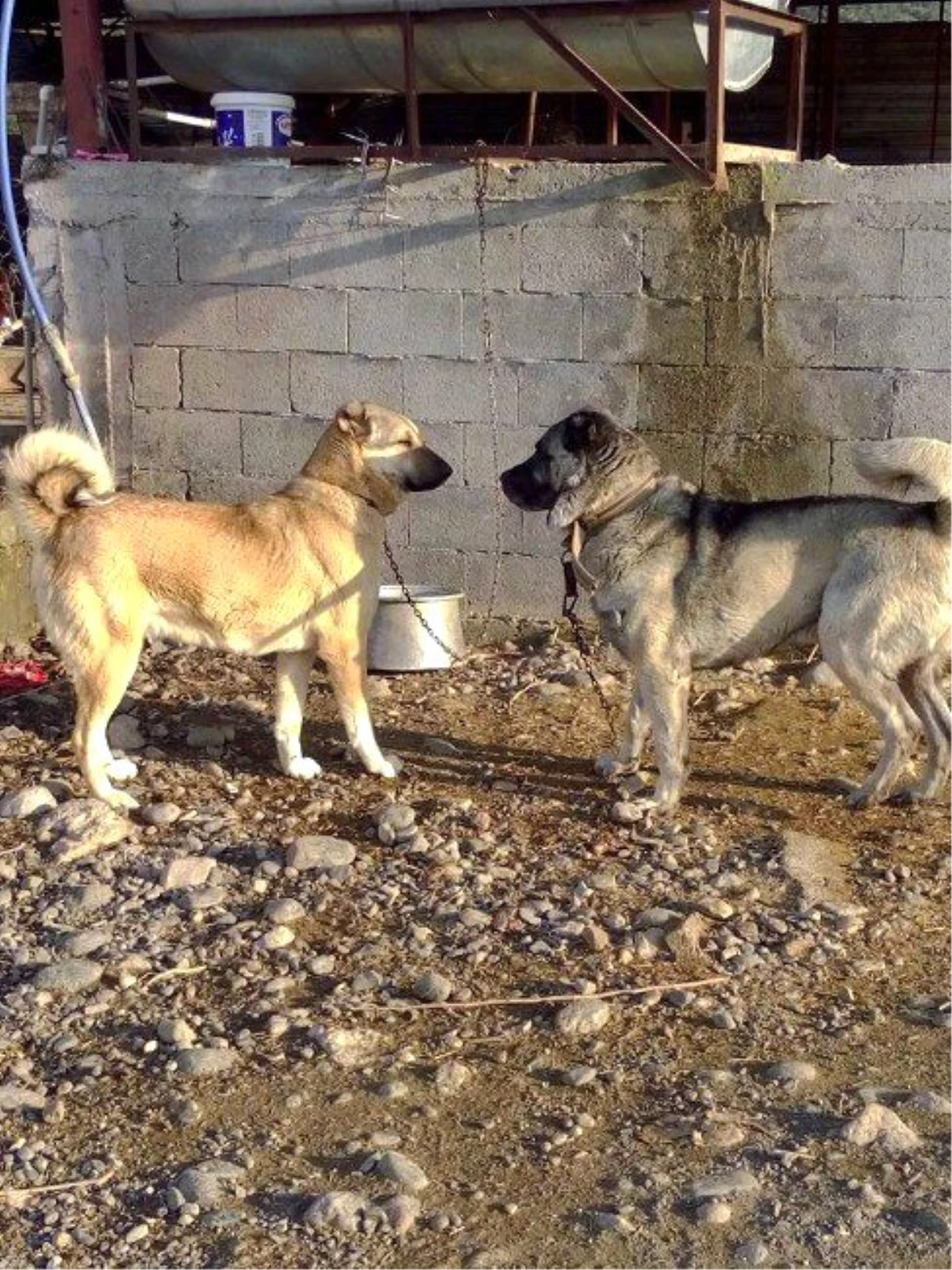 Köpek Dövüşü Yaptırıp Bahis Oynatıyorlar