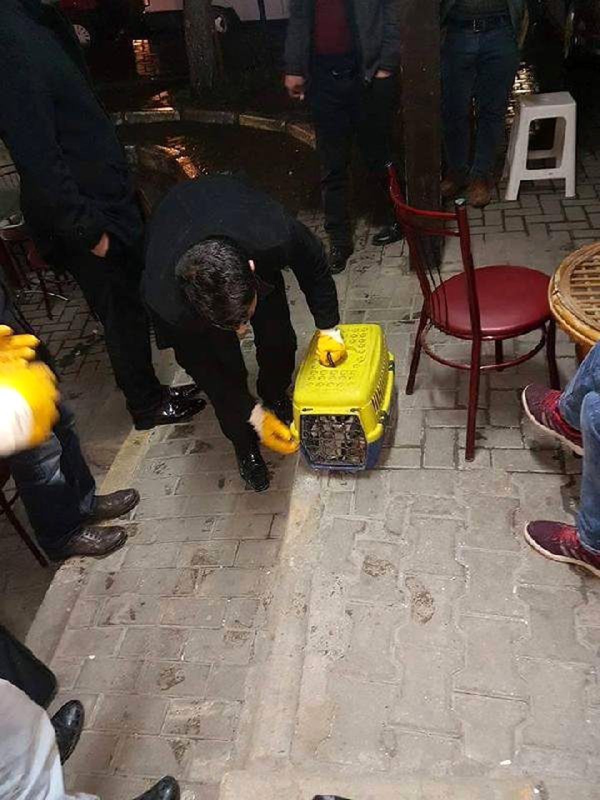 Otomobil Çarpan Yaralı Kediye Vatandaşlar Sahip Çıktı