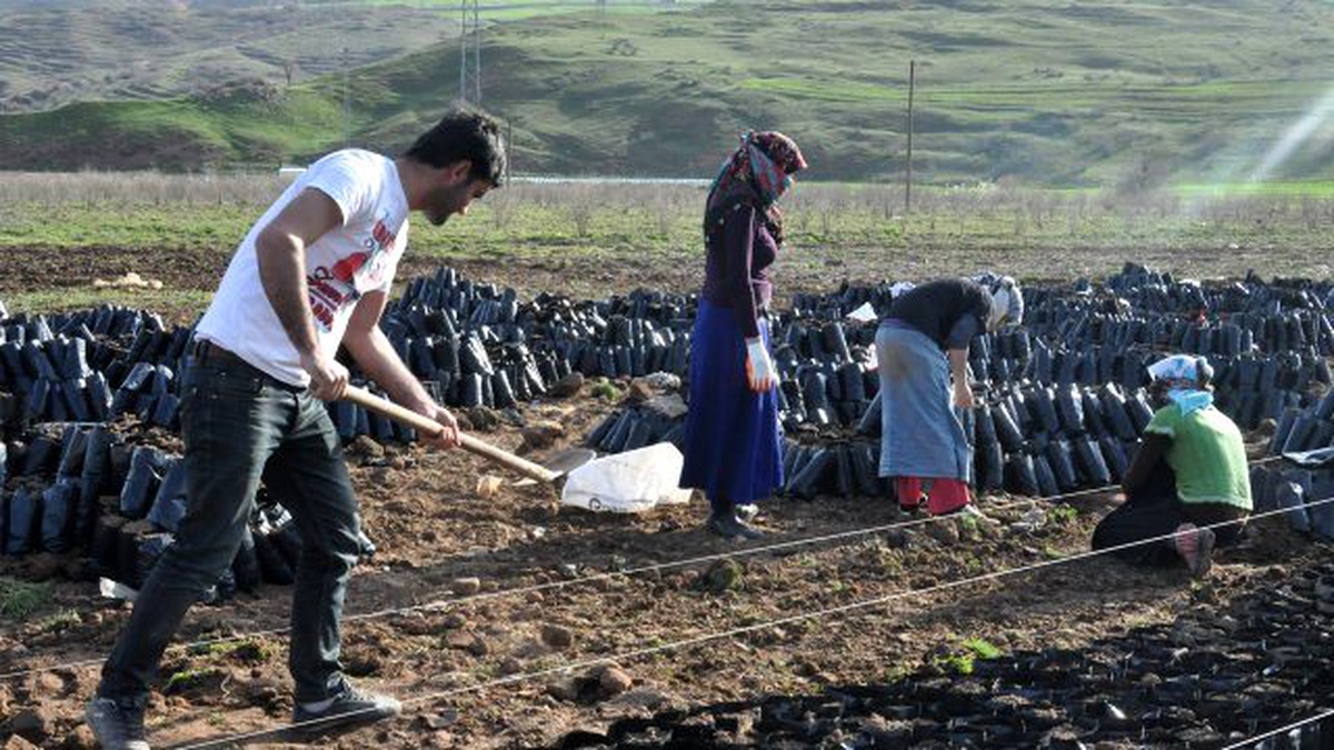 Siirt\'te "Siirt Fıstığı Yetiştiriciliği ve Bahçecilik" Eğitimleri