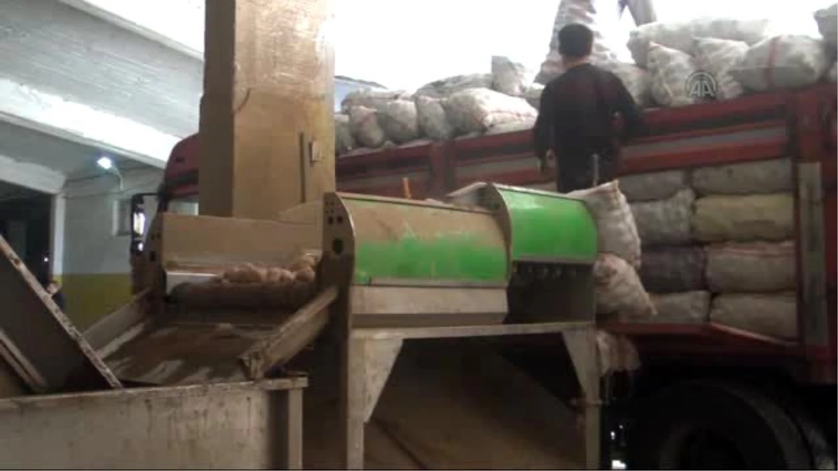 Patates Üreticisinin Suriye Sevinci