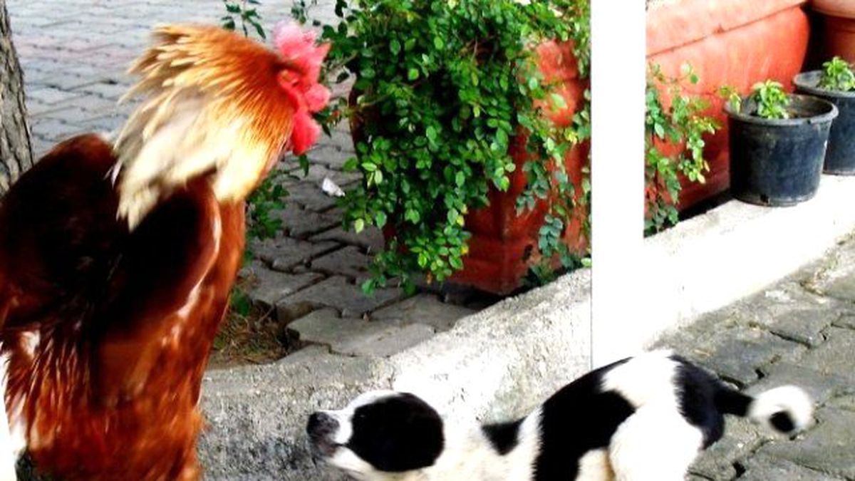 Horozla Köpeğin Ekmek Mücadelesi