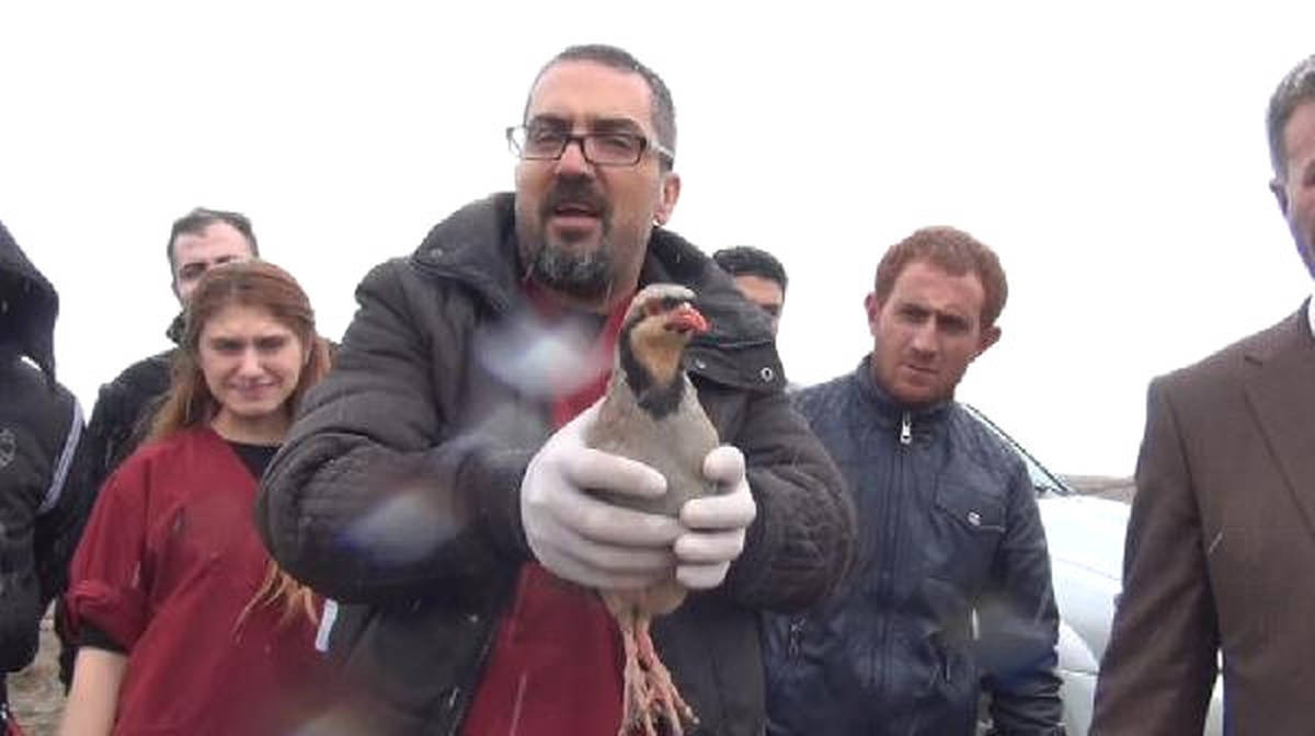 Kaçak Avcılardan Kurtarılan Keklikler Doğaya Salındı