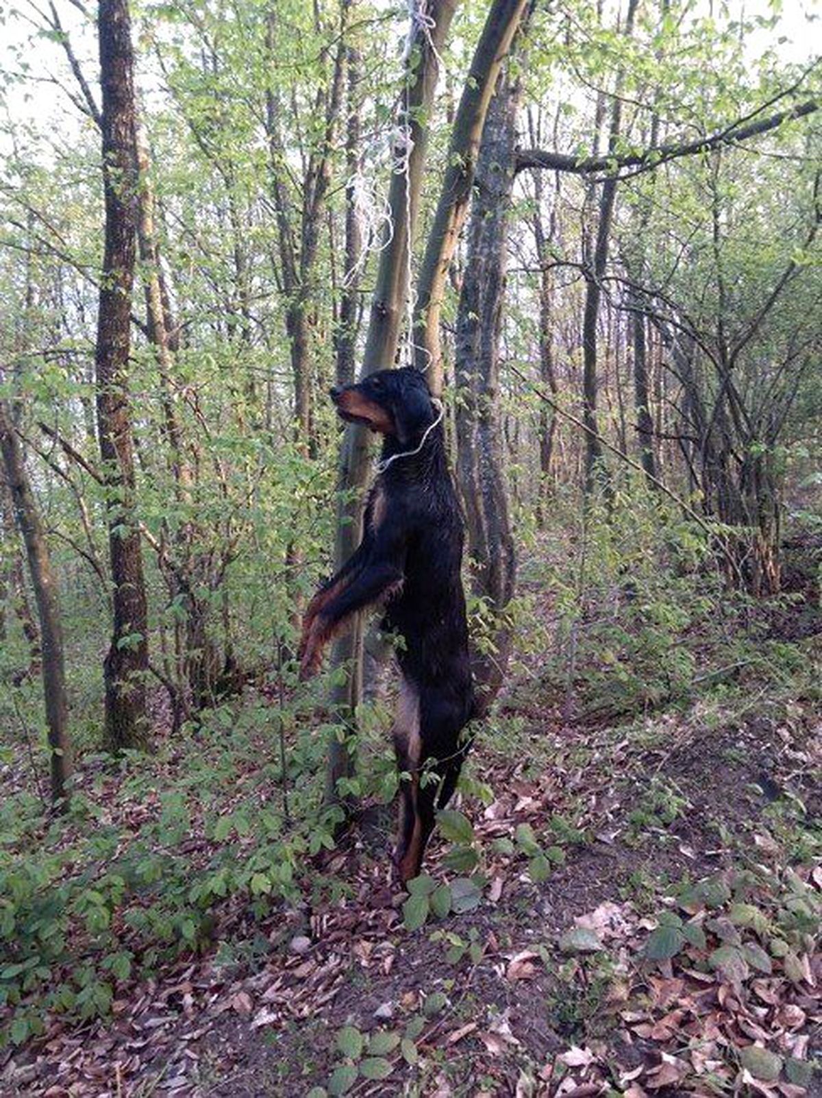 Sakarya\'da Köpek Vahşeti