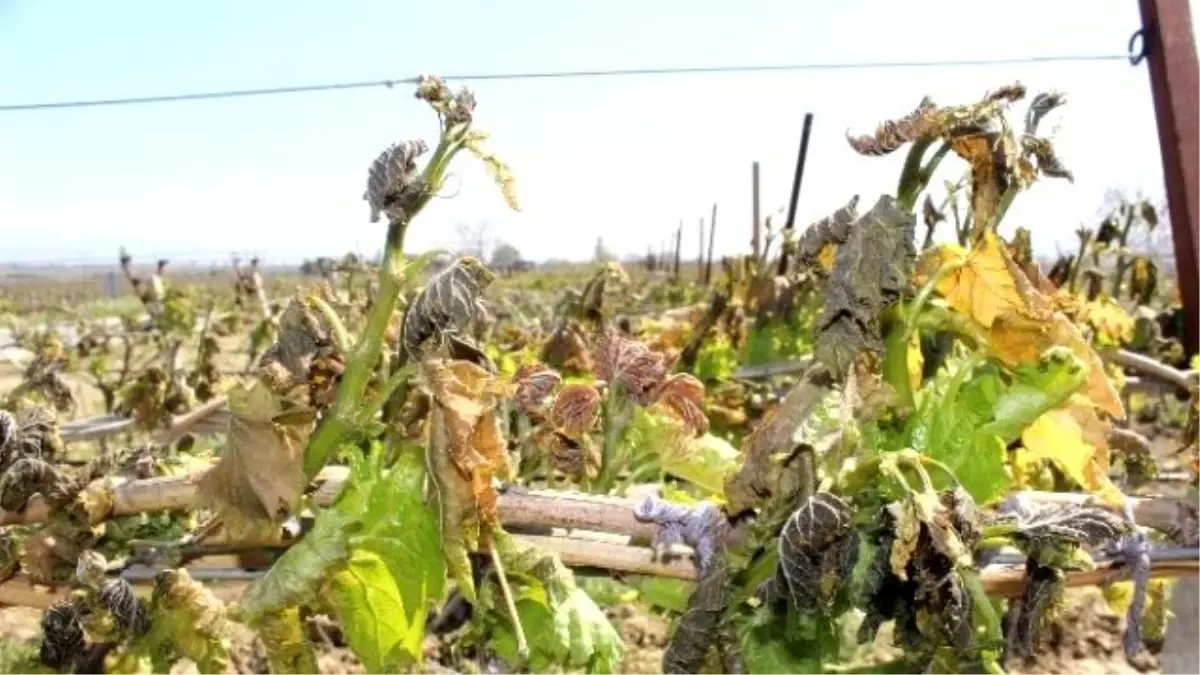 Salihli\'de Erkenci Bağları Don Vurdu