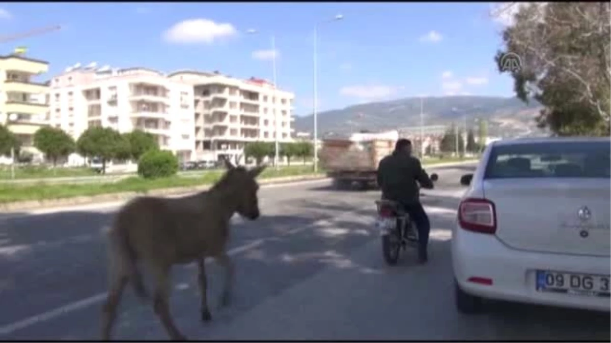 Eşeğe Motosikletli Eziyet - Aydın