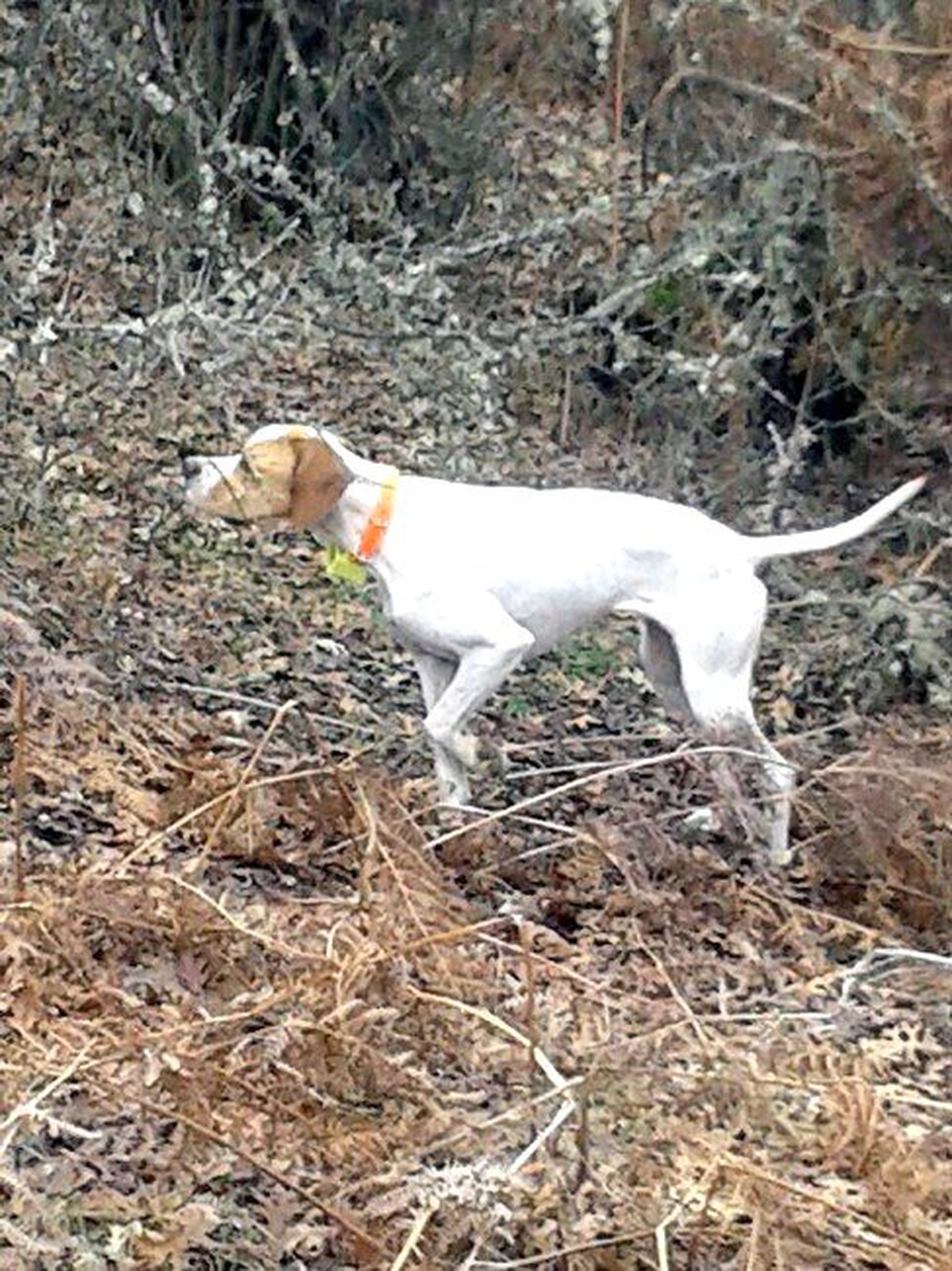 Fermalı Av Köpekleri Salihli\'de Yarışacak
