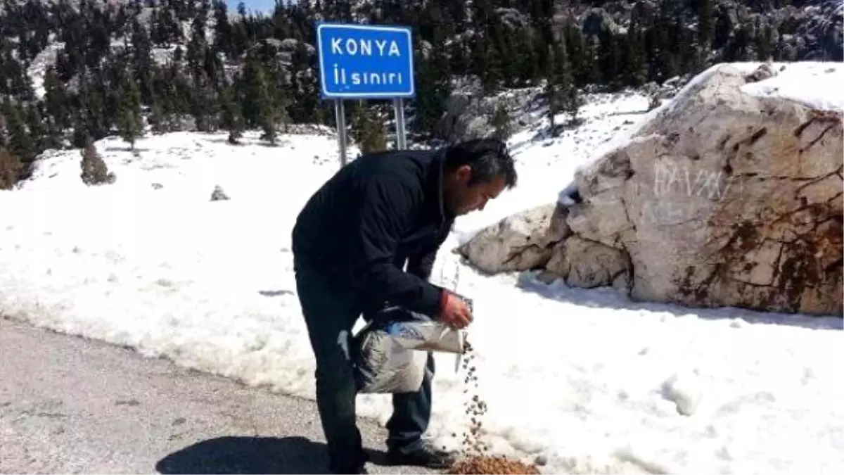 Yol Kenarına Bırakılan Köpekler Barınağa Götürüldü