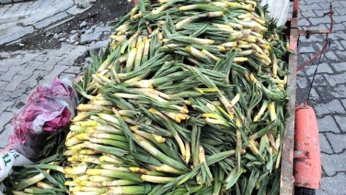 Baharın Müjdecisi "Çiriş" Güroymak\'ta Tezgahlarda Yerini Aldı