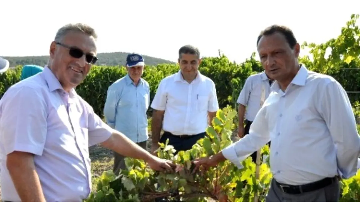 Manisa Valiliğinden Kuru Üzümde Kalıntı Madde Açıklaması