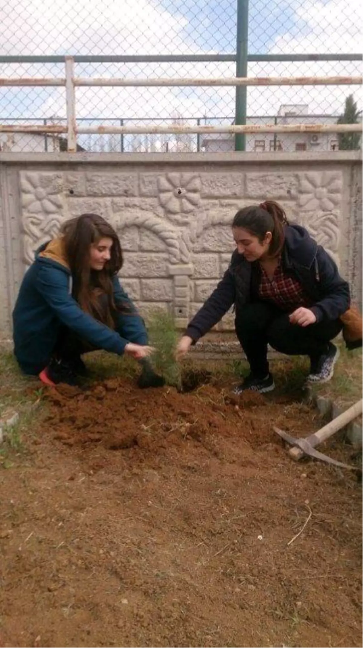 Öğrenciler, Okul Bahçesine Fidan Dikti