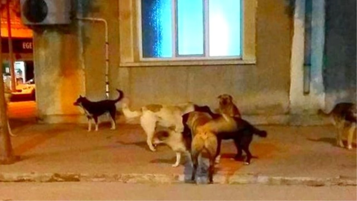 Osmancık\'ta Başıboş Köpekler Caddeleri İşgal Etti