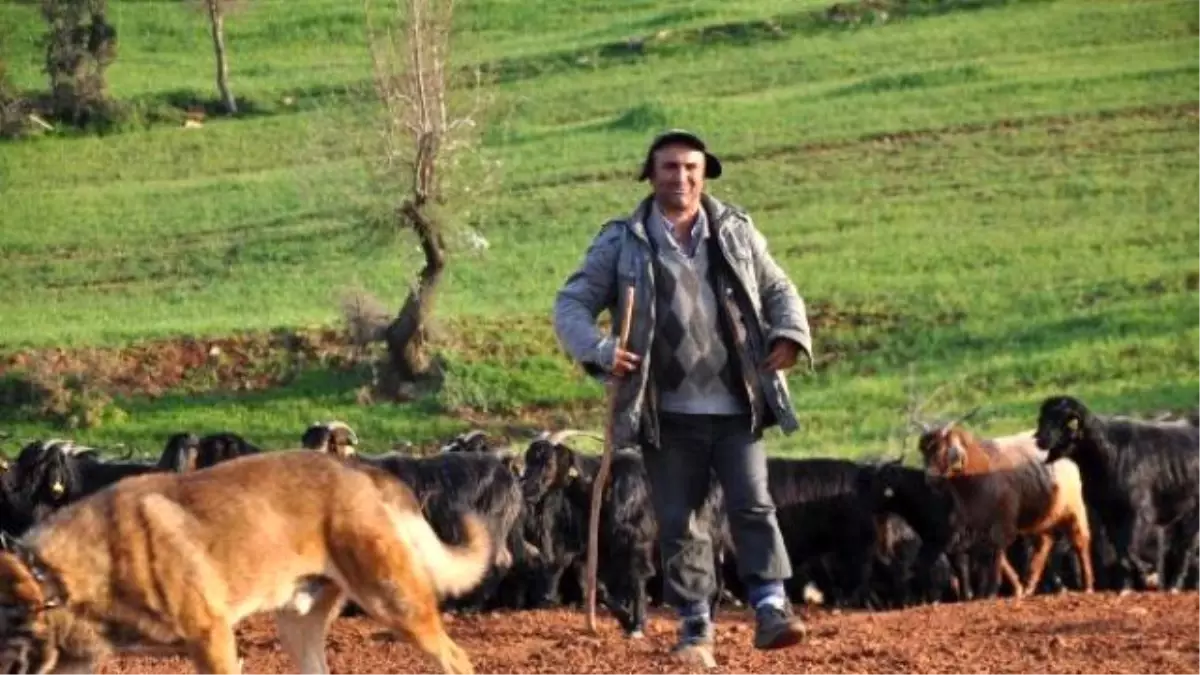 Atanamayan Öğretmen Şimdilerde Çobanlık Yapıyor