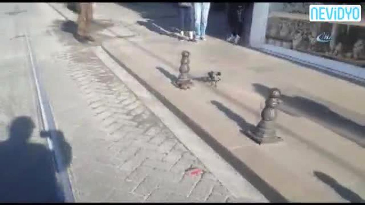 Sultanahmet\'te Kuşlar Fareyi Sıkıştırınca...