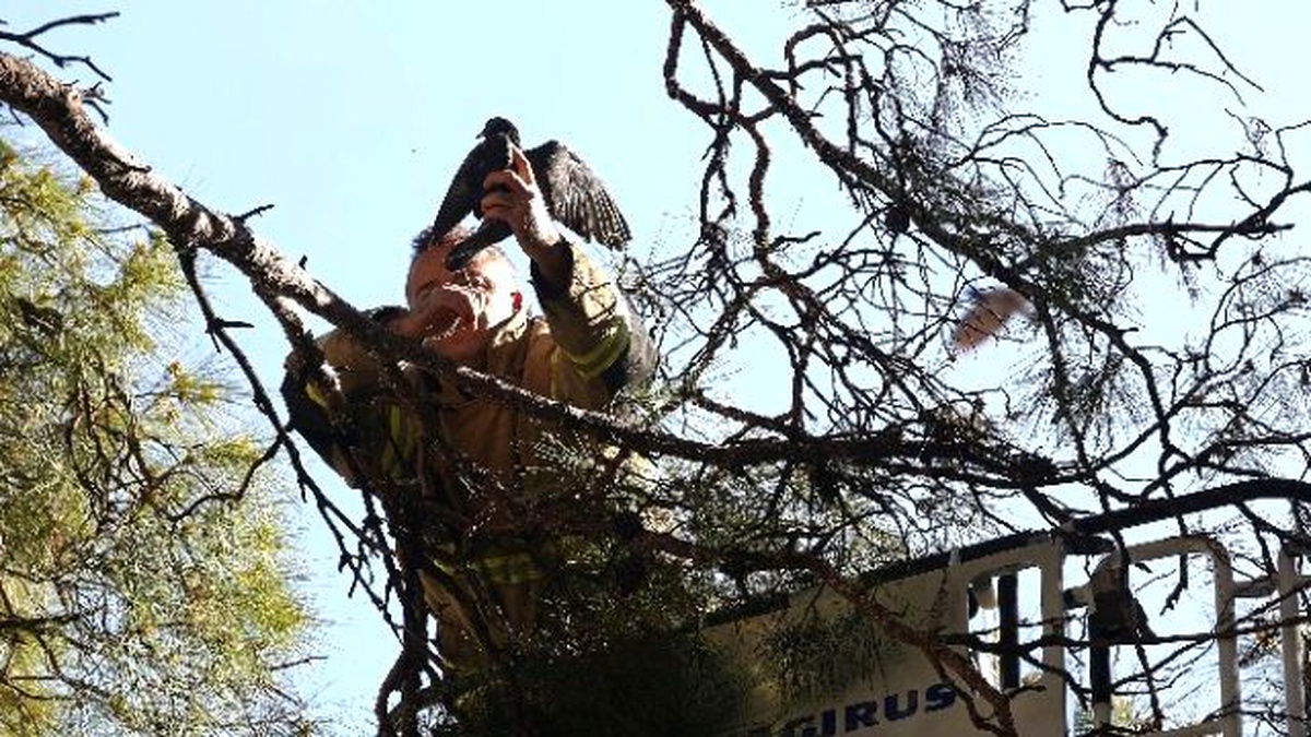 Vatandaş, İtfaiye, Veteriner İşbirliği Güvercine Hayat Verdi