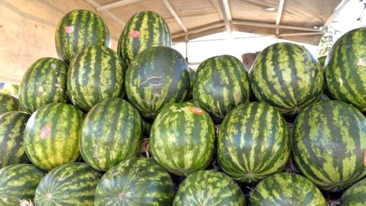 Adana Karpuzuna Afrika Darbesi