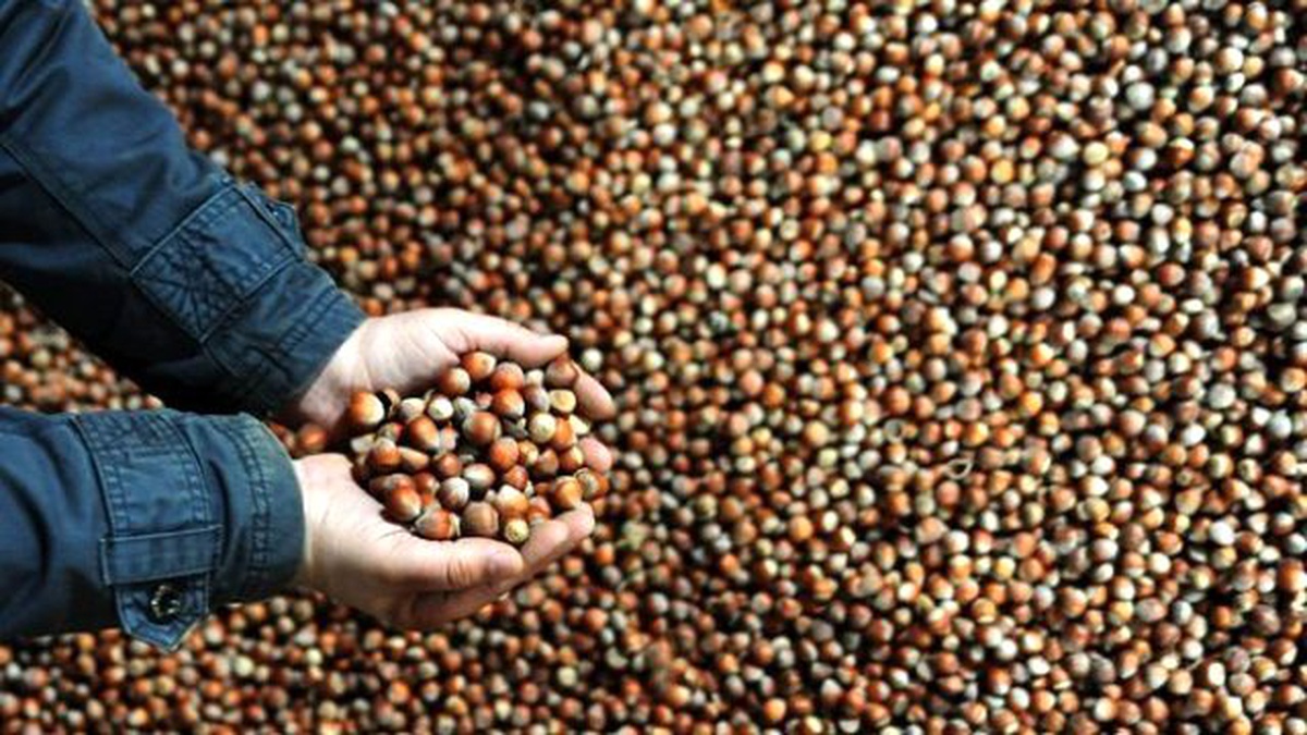 Akşamdan Sabaha Fındık Fiyatı Düşüyor\'