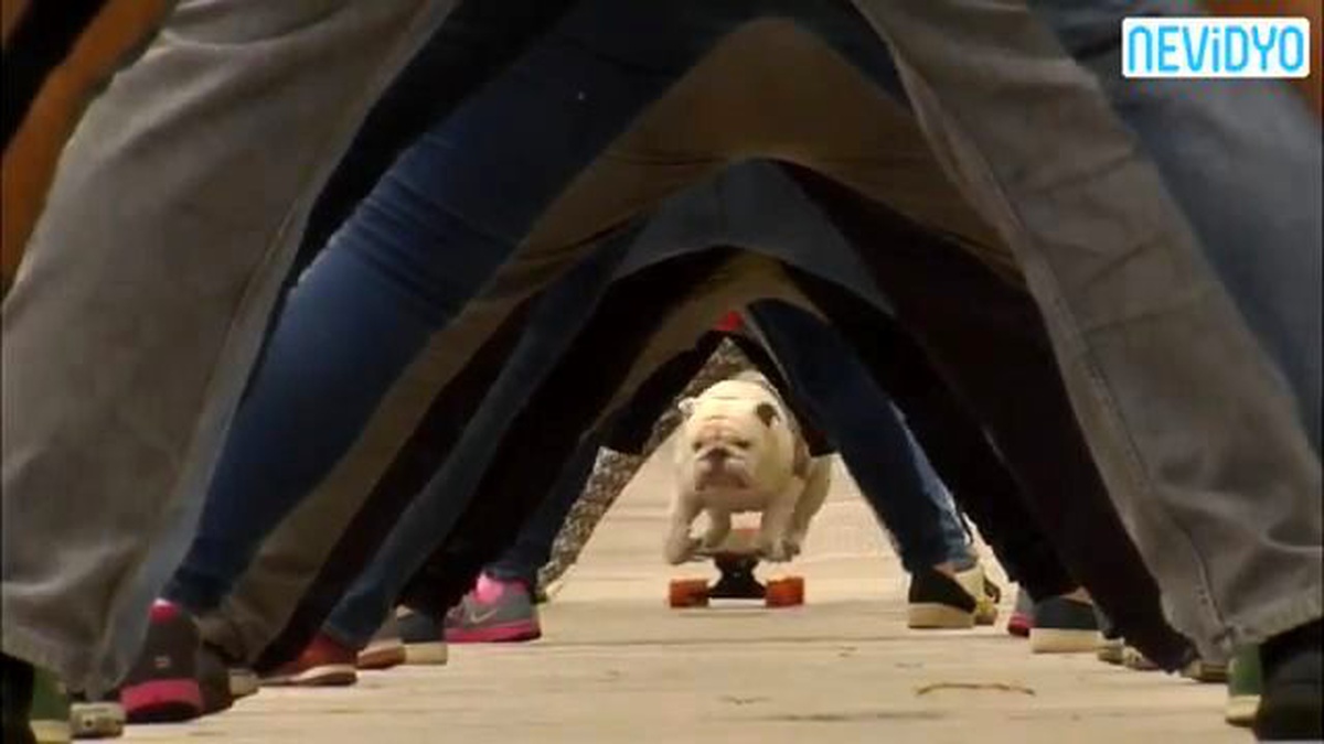 Bulldog Cinsi Köpek Keyifli Bir Rekora İmza Attı