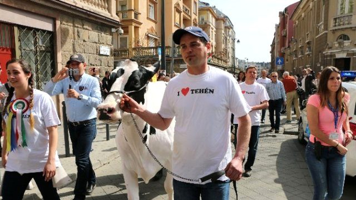 İnekler Budapeşte Sokaklarını İstila Etti