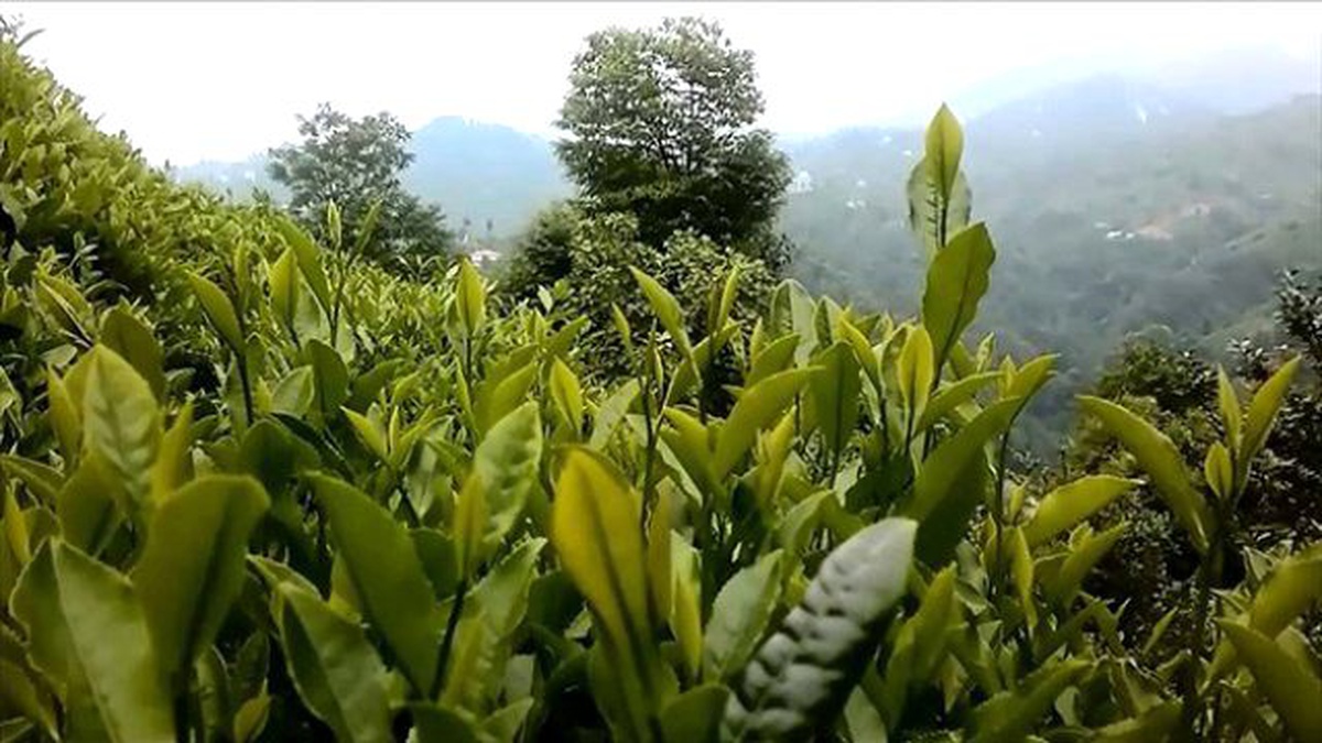 Rize\'ye Baharda Yağan Kar Çaya Zarar Verdi