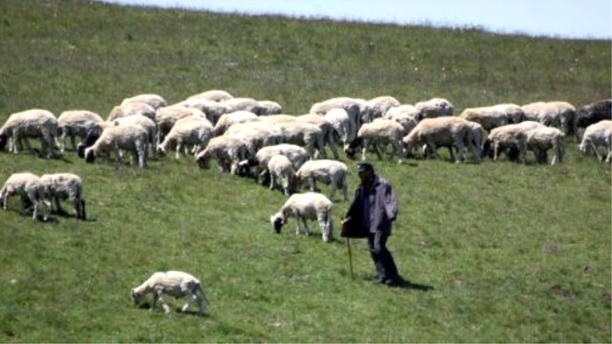 Samsun\'da Aylık 2 Bin 500 Lira Ücretli 400 Çoban Aranıyor