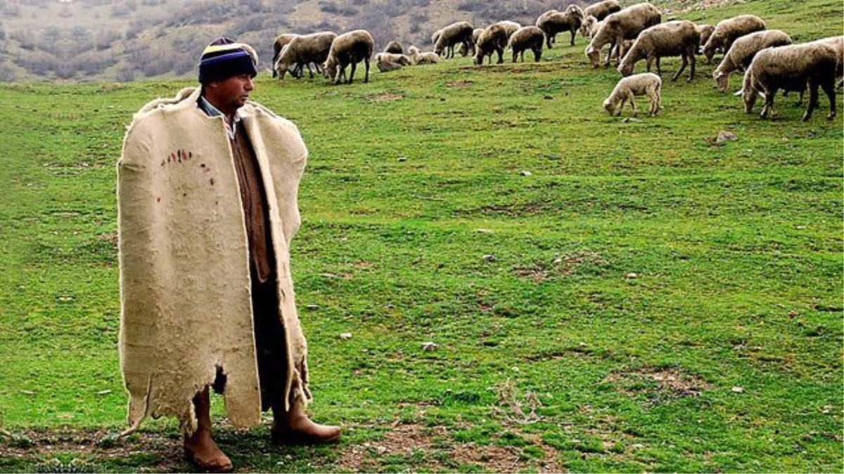 Samsun\'da Aylık 2 Bin 500 Lira Ücretli 400 Çoban Aranıyor