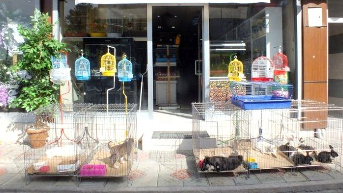 Van\'da Petshoplara İlgi Artıyor