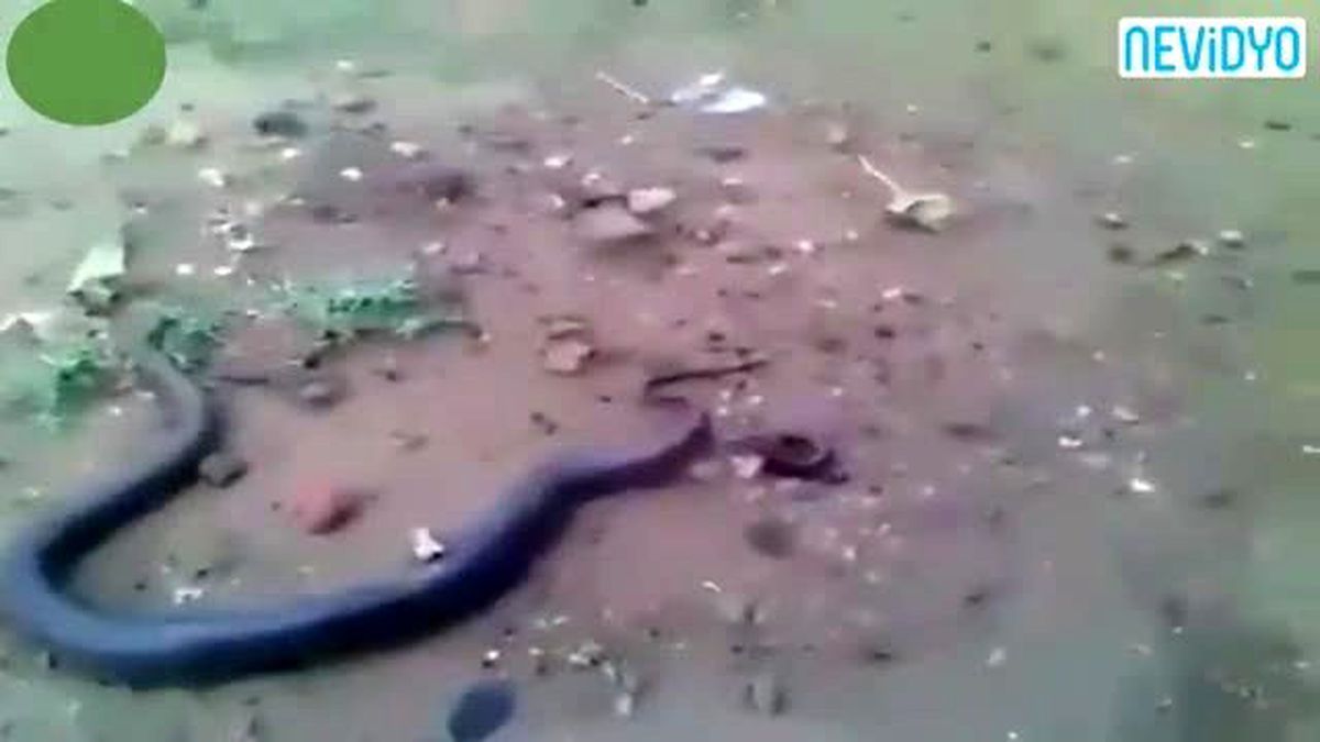 Yılanın Doğum Anını Canlı Canlı Görüntülediler! (+18)