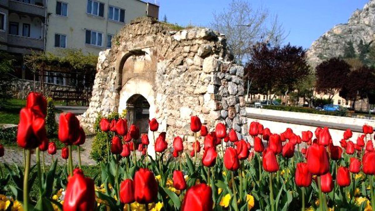 Amasya\'da 60 Bin Lale Açtı