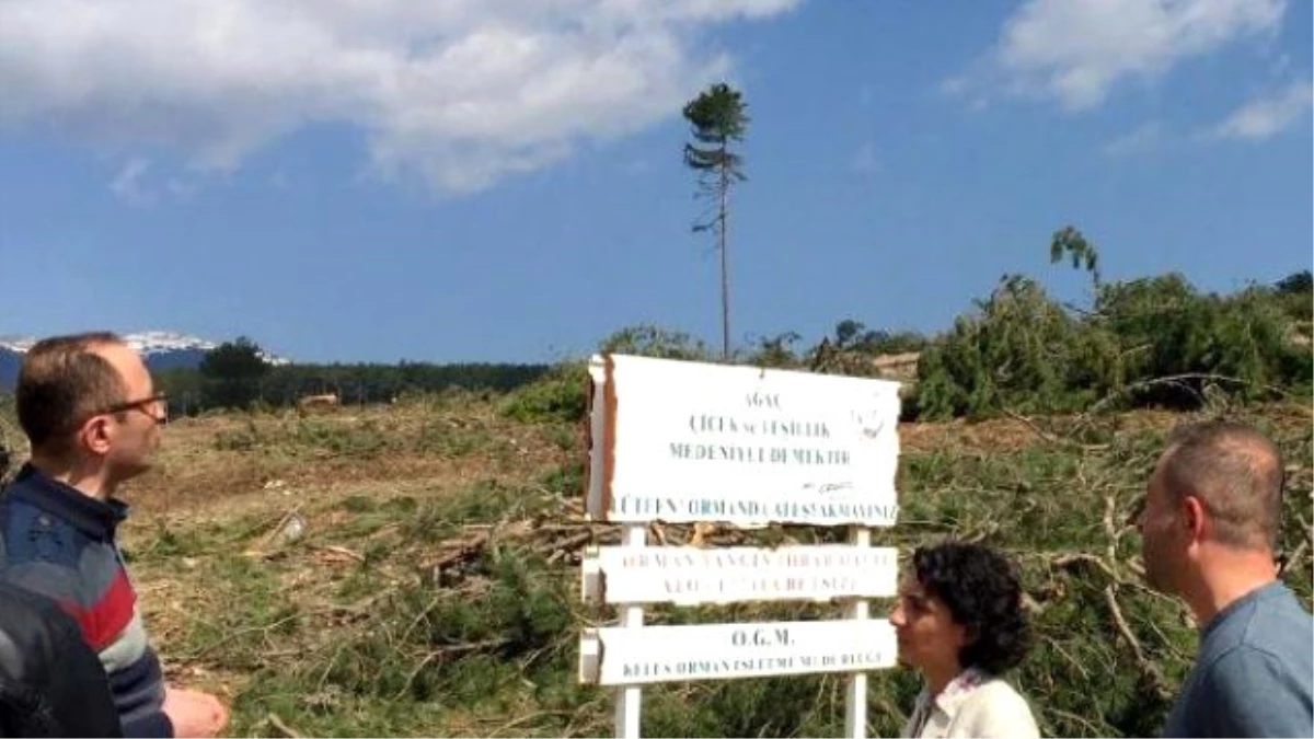 CHP\'li Kayışoğlu, Kocayayla\'daki \'Ağaç Katliamı\'nı Meclis\'e Taşıdı