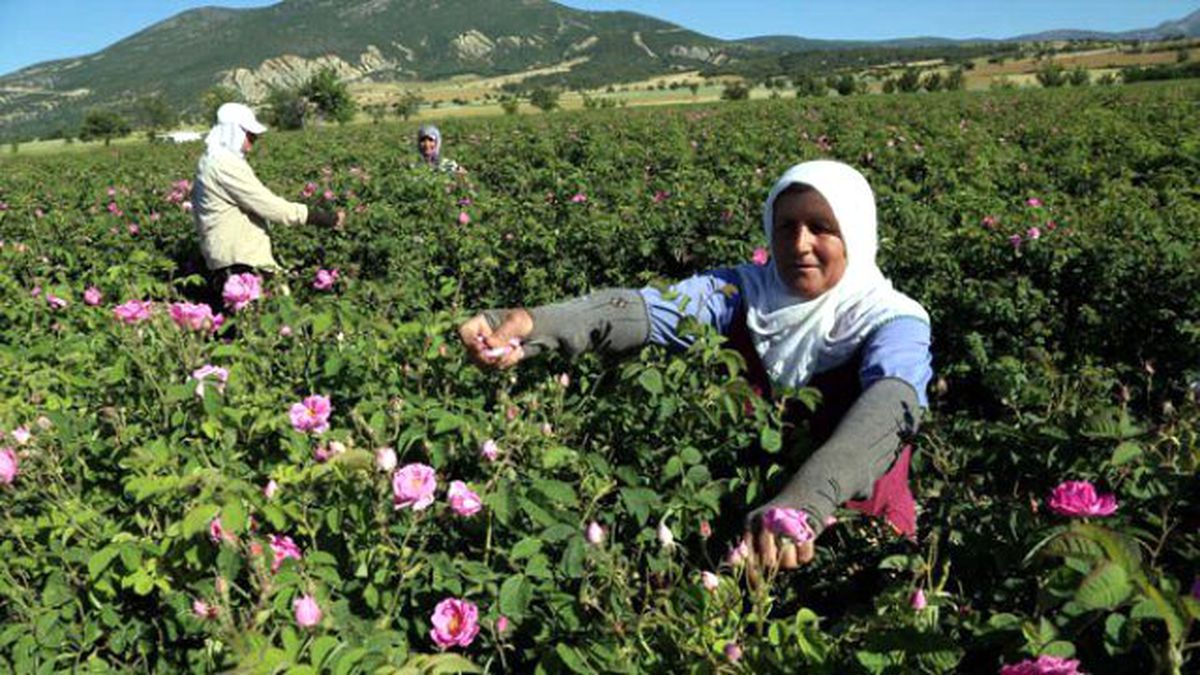 Isparta'nın Gülü Sıfır Maliyetle, Dünya Devlerinin Tedarikçisi Oldu