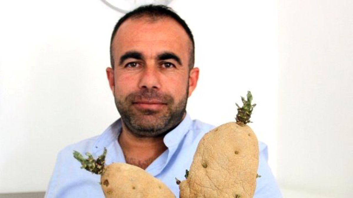 Kaktüs Görünümlü Patates İlgi Çekiyor