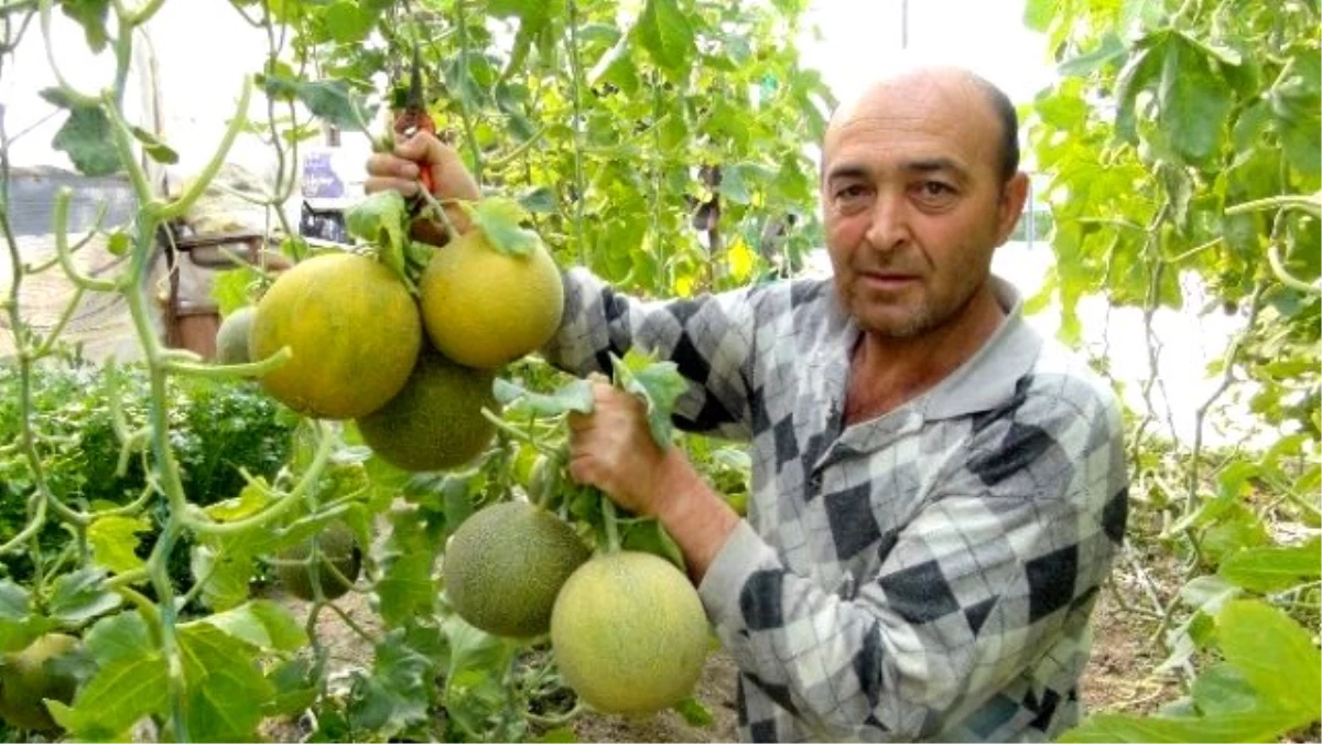 Mersin\'de Kavun Hasadı Başladı