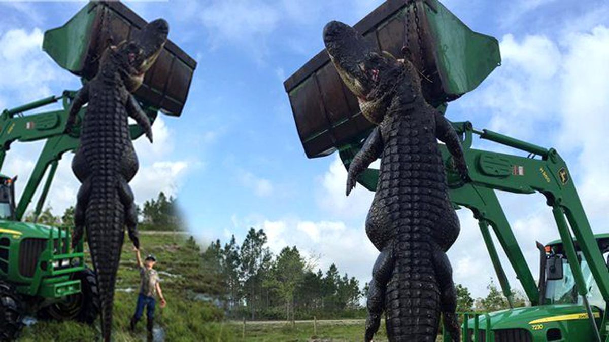 7.5 Metrelik Dev Timsah Yakalanarak Öldürüldü