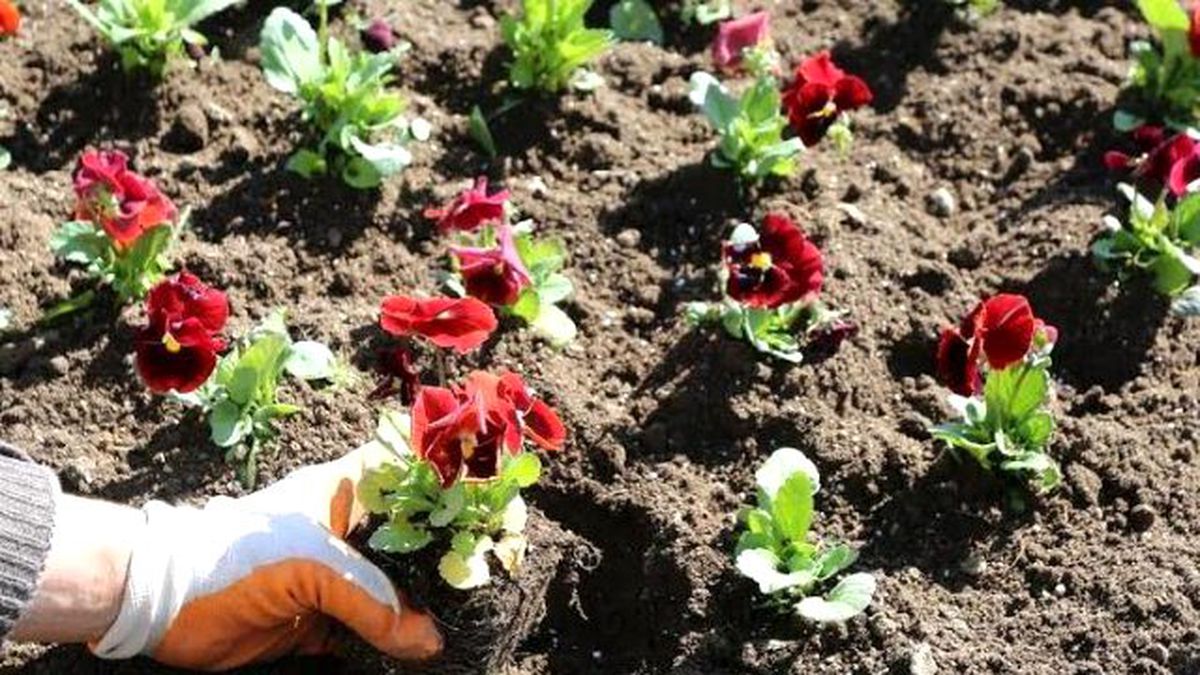 Bir Milyon Çiçek Toprakla Buluşacak