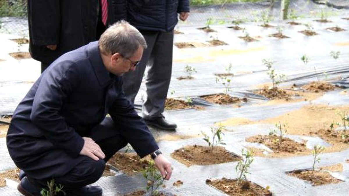 Çay Bitkisi İçin Gen Havuzu Oluşturuluyor