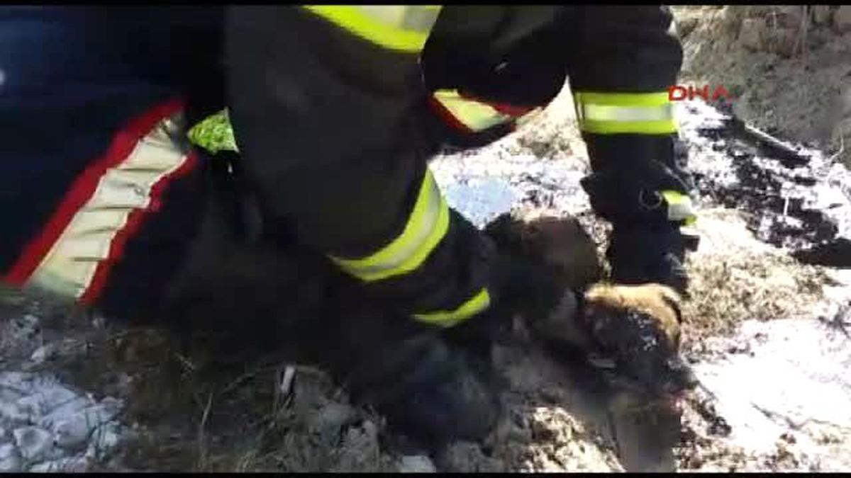 Ereğli - Zifte Yapışan Yavru Köpeği İtfaiye Ekipleri Kurtardı