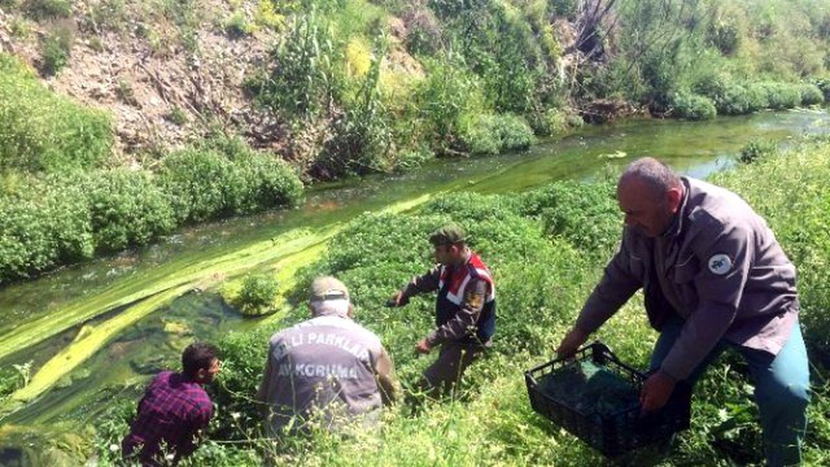 Jandarmadan Kurbağa Operasyonu