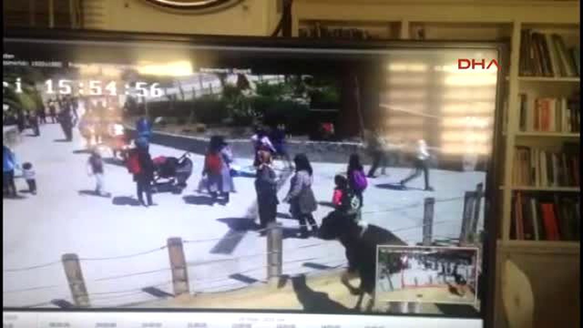 Kocaeli Kaplanın Saldırısı Sonrası Yaşananlar Kamerada