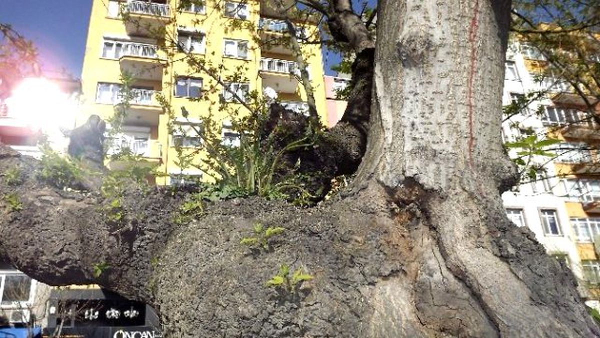 O Ağaçın Dalında Bu Yıl da Süs Çiçeği Açtı