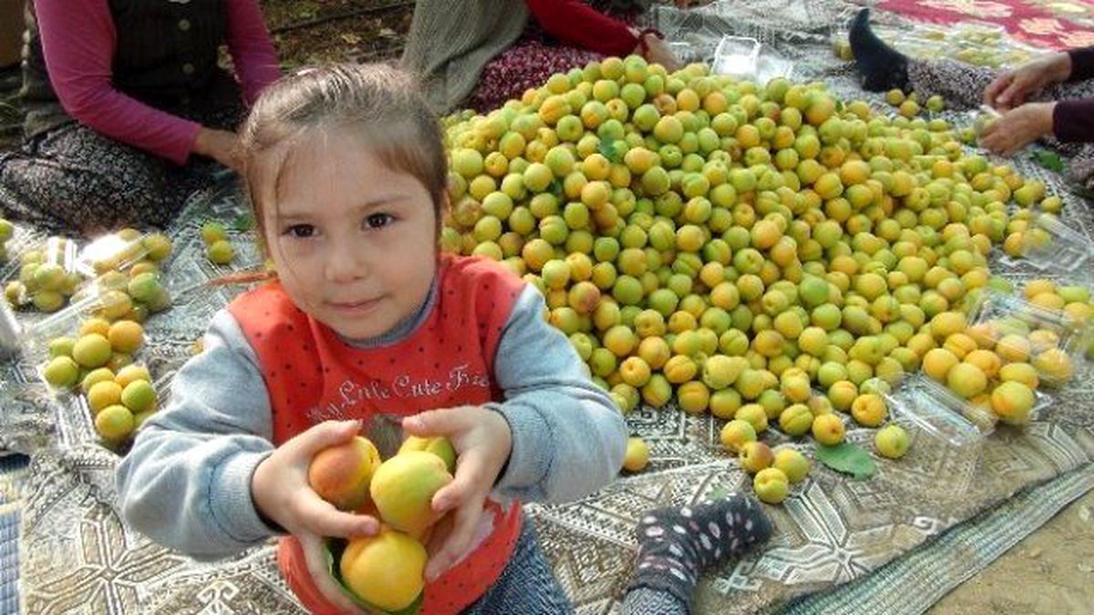 Türkiye\'nin İlk Kayısı Hasadı Mersin\'de Yapıldı