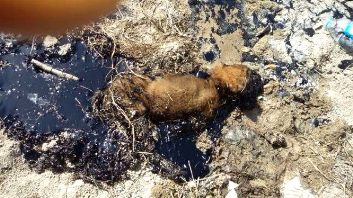 Zifte Yapışan Yavru Köpeği İtfaiye Ekipleri Kurtardı