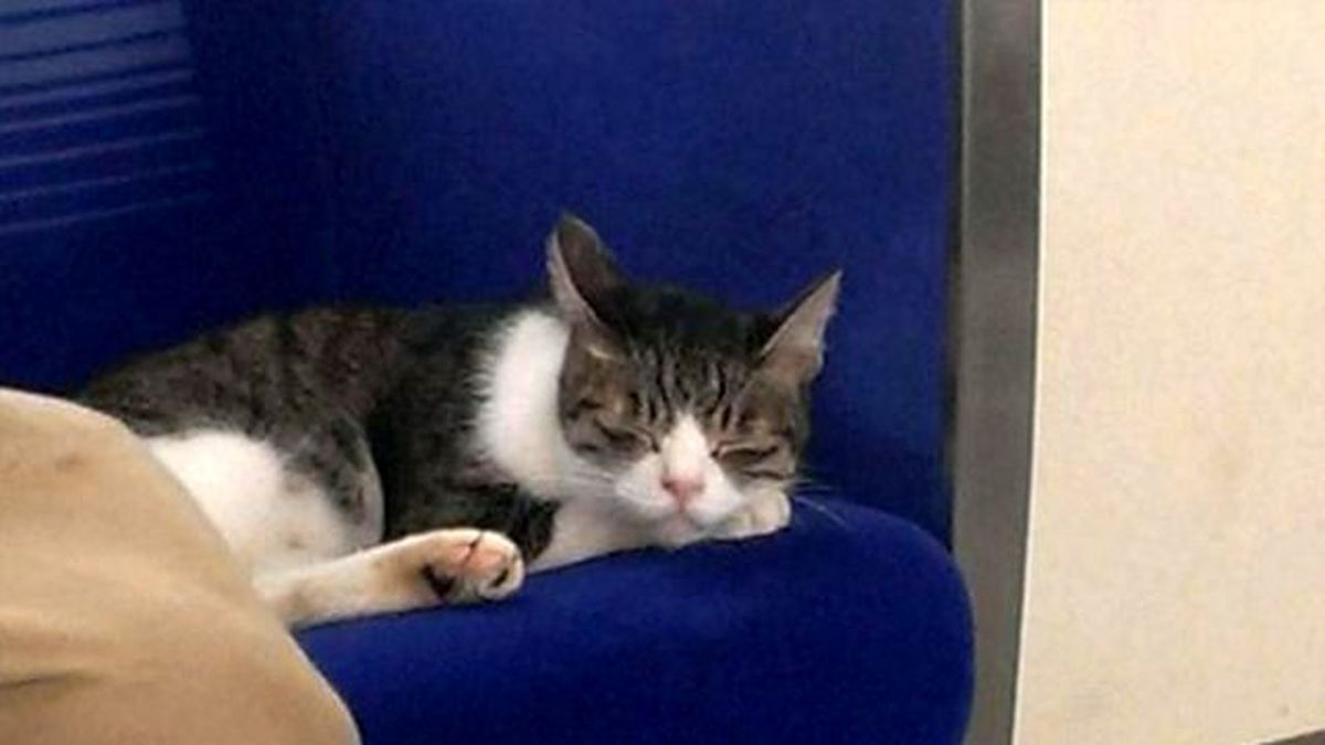 Bu Kedi Metroyla Seyahat Ediyor!